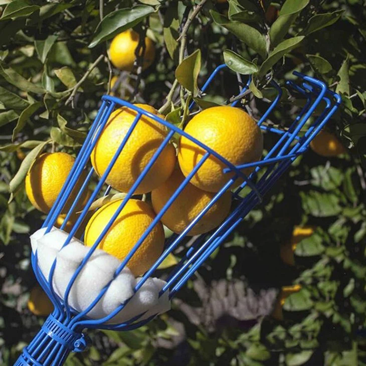 Fruit Picker